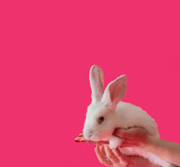 easter white bunny in female hands against pink background. adorable surreal modern background with...