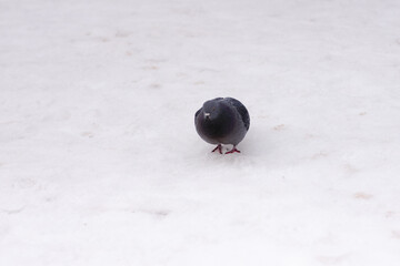 A closeup of a pigeon with a bright red eye on the white snow