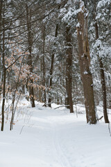 Nature Trees Winter Snow