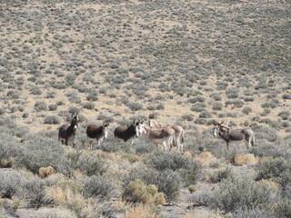 Fototapeta premium A herd of wild burros living in the Mojave Desert, Marietta, Mineral County, Nevada.