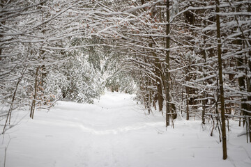 Nature Trees Winter Snow