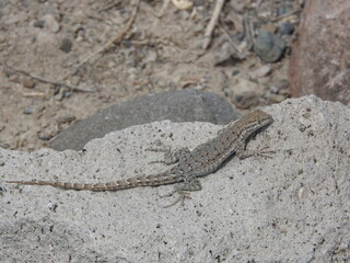 A Western long-tailed brush lizard on a rock in the Mojave Desert, Marietta, Mineral County, Nevada.