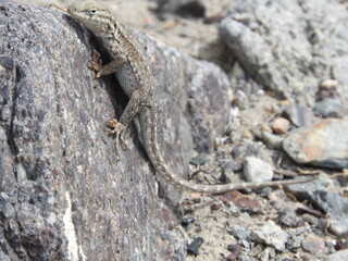 A Western long-tailed brush lizard on a rock in the Mojave Desert, Marietta, Mineral County, Nevada.
