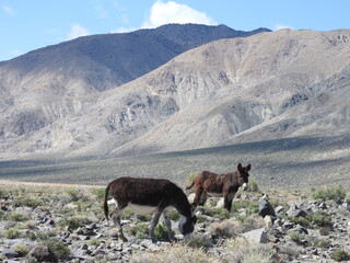 Wild burros living in the Nevada Desert, Mineral County, Nevada.