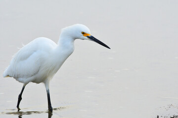 Snowy egret 