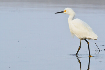 Snowy egret 