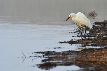 Snowy egret 