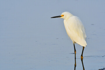 Snowy egret 