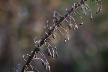Pluskwica groniasta pluskwica  sercolistna świecznica groniasta Cimicifuga racemosa