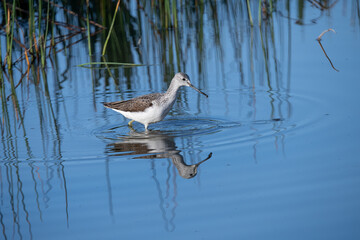 Greenshank feeding in the wetlands of El Fondo Spain.