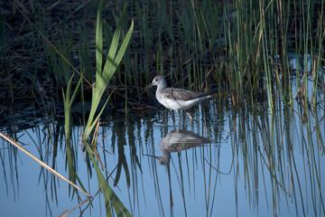 Greenshank feeding in the wetlands of El Fondo Spain.