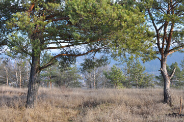 Pine trees grow in nature