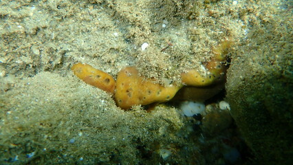 Сhicken liver sponge or Caribbean Chicken-liver sponge (Chondrilla nucula) undersea, Aegean Sea, Greece, Halkidiki
