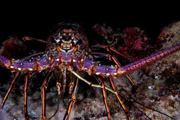 A lobster hiding in his hole in the reef 