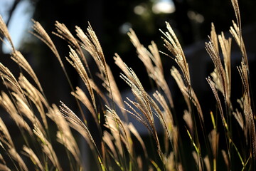 Amber brown ornamental grass in autumn bending in the wind close up