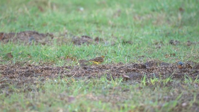 yellowhammer (Emberiza citrinella) searching for seed and insects amongst grass and farmed soil, Wiltshire UK