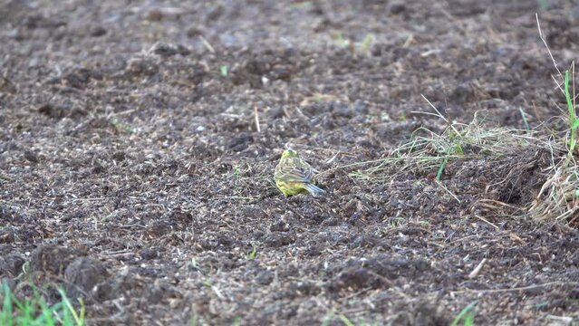 yellowhammer (Emberiza citrinella) searching for seed and insects amongst grass and farmed soil, Wiltshire UK