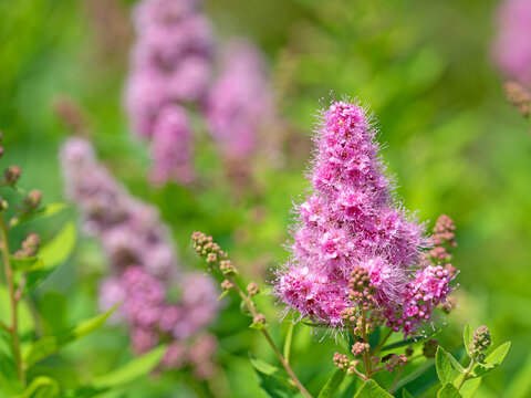 Rosa bl&uuml;hende Prachtspiere, Astilbe
