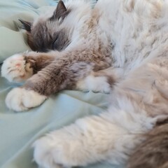 cat sleeping on the bed