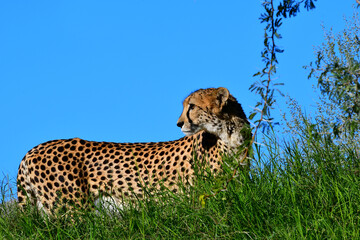 cheetah (Acinonyx jubatus)
