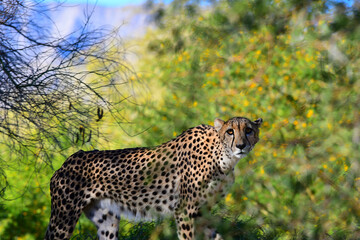 cheetah (Acinonyx jubatus)