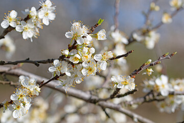 Blühende Pflaumen, Prunus, im Frühling