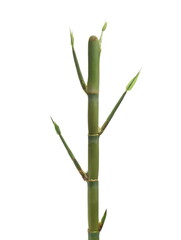 Green bamboo with leaves isolated on white
