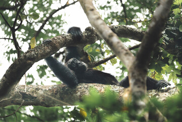Chimpanzee Resting on Tree