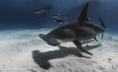 Hammerhead Sharks - obrazy, fototapety, plakaty