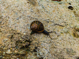 big snail on the stone
