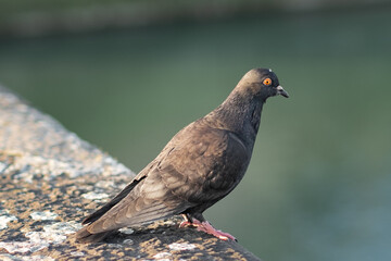 A pigeon close up near the Arno river in Florence, Italy