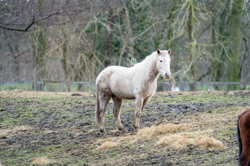 Horses on the meadow in a field eating hay in winter time