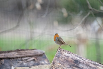 robin on a branch