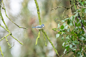 blue bird on a branch