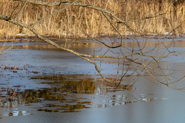 Willow branches reaching out over a thawing pond sporting pools of open water amid the ice. 