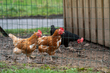 Chickens on a farm in a wooden coop, free range chickens