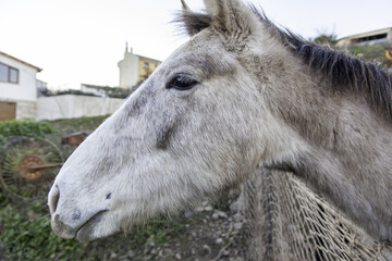 horses in stable