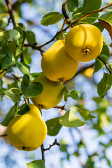 In the garden, pears ripen on a tree branch. Selective focus on a pear against the backdrop of beautiful bokeh
