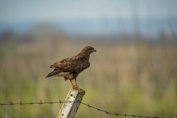 Common Buzzard (Buteo buteo) perched on fence post