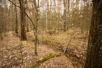 Old Abandoned World War II Trenches In Forest Since Second World War In Belarus. Early Spring or Autumn Season.