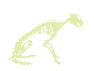 Rabbit skeleton vector silhouette illustration isolated on white background. Herbivore hare fossil symbol in museum of science and biology.