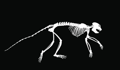Guereza Colobus monkey skeleton vector silhouette illustration isolated on black background. Primate fossil symbol in museum of science and biology.
