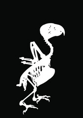 African Grey Parrot skeleton vector silhouette illustration isolated on black background. Chicken bird body anatomy symbol.