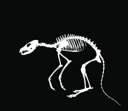 Fox skeleton vector silhouette illustration isolated on black background. Predator fossil symbol in museum of science and biology. Vulpes sign shape. Dog skeleton silhouette.