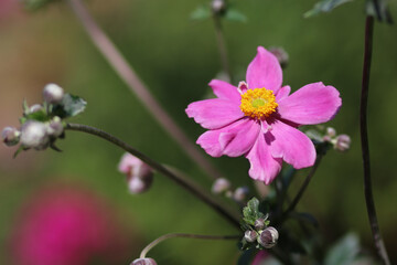 wild pink flower