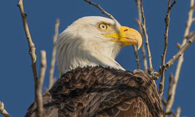 Obraz premium Portrait of Bald Eagle