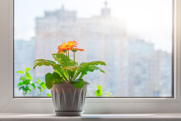 Indoor garden flower Gerbera plant blooms on the windowsill in the spring on a sunny day.