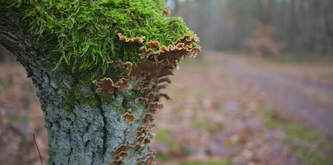 Tree trunk with fungus and moss