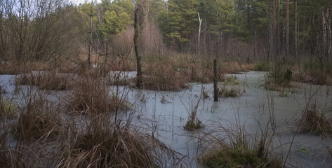 Frozen wetland in the forest