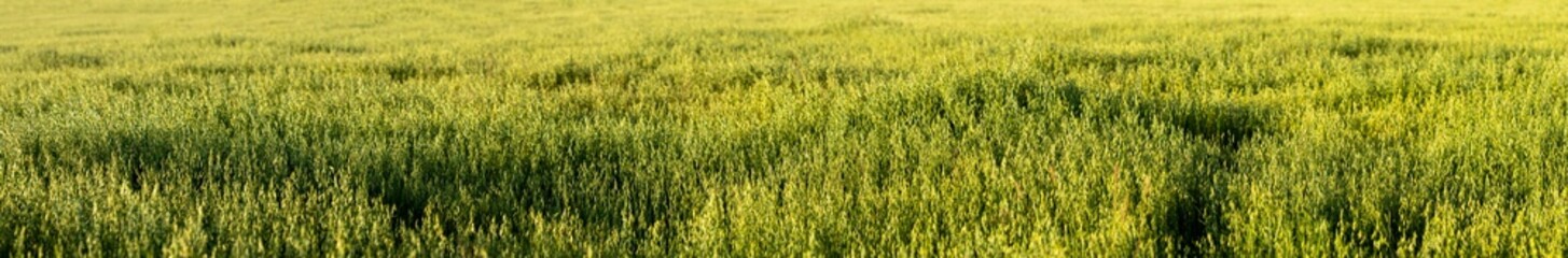 Oats Field Background. Panorama, Panoramic View Summer Background